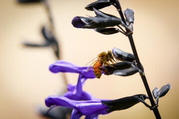 Bees pollinating a purple flower in Central Florida botanical park