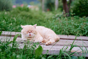 Naklejka na ściany i meble Cute old cat lying on the wooden bench in the garden.