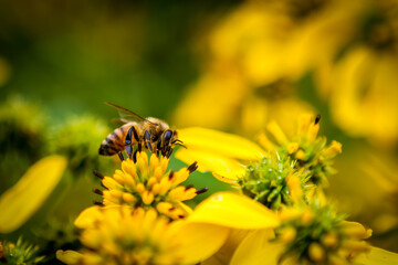 Honey Bee pollinating a yellow flower side view detailed legs and flower