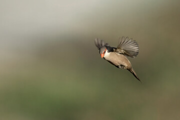 Common waxbill (estrilda astrild)
