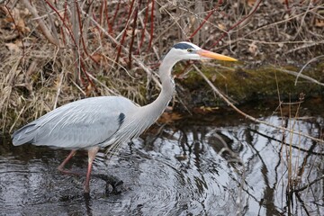 Closeup shot of a grey heron (Ardea cinerea) standing in the water