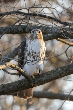 Vertical closeup shot of a hawk (Accipitrinae) perched on a tree branch