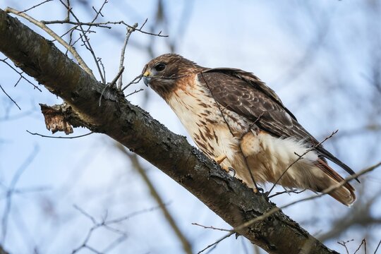 Closeup shot of a hawk (Accipitrinae) perched on a tree branch