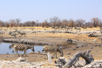 Fototapeta na wymiar Zebra at a pretty rocky waterhole with a pale blue sky and bush background, Etosha National Park, Namibia