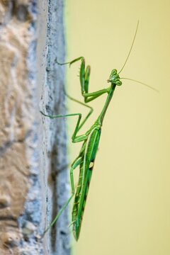 AmantiBilder StockFotos & Videos. Adobe Stock