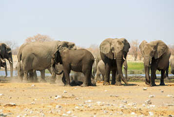 Obraz premium Herd of elephants standing and dusting themselves, against a pale blue sky