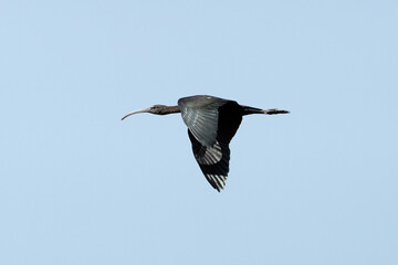 Flight of the glossy ibis