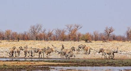 Fototapeta na wymiar Large herd of zebra, with one zebra kicking out while the others stand by