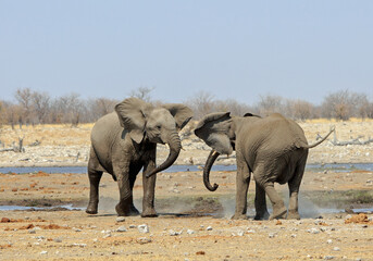 Adolescent Elephants trying to show their dominance with ears flapping and trunks swaying, Etosha National Park, Namibia