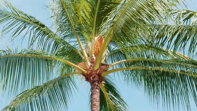 Tropical coconut tree against a strong wind on the beach of Thailand.