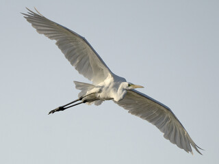Great Egret (Ardea alba)