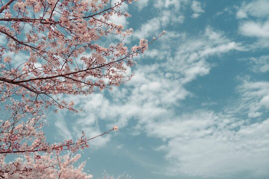 Cherry blossom branches against the background of the blue sky.