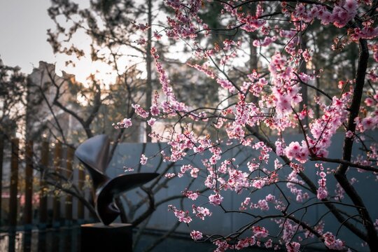 Beautiful cherry blossom in the garden.