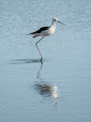Black-winged Stilt (Himantopus himantopus)