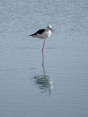 Black-winged Stilt (Himantopus himantopus)