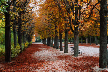 Autumn avenue, leaves on the ground, trees lined  through park