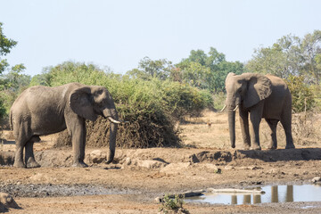 Obraz premium Elephants in the wild, Zambia