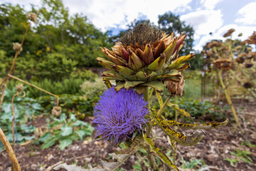 Purple artichoke flowers.