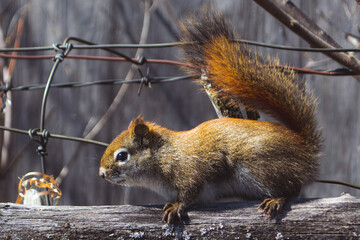 Closeup shot of a Mount Graham red squirrel on a tree branch against a blurred background © David Beauchamp/Wirestock Creators