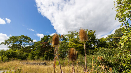 Wild dry thistles and background landscape with trees and clouds. Autumn.
