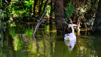 Closeup shot of a white swan swimming in the water in Belgrade, Serbia - obrazy, fototapety, plakaty