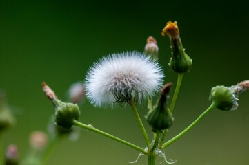 Closeup of a common dandelion against a green background