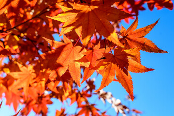 Vivid red and orange leaves of Acer platanoides or Norway maple tree, towards clear blue sky in a garden during a sunny autumn day, beautiful outdoor background photographed with soft focus.