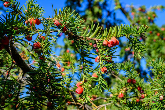 Many small vivid green leaves and red poisonous fruits of Thuja coniferous tree, commonly known asarborvitaes, thujas or cedars in a garden in a sunny summer day.