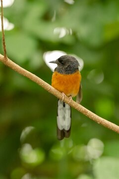 Vertical closeup shot of murai bird with orange belly sitting on a branch on a blurred background