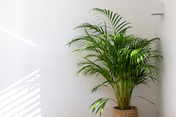 Decorative Areca palm near white wall