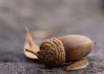 An oak acorn in a hat lies on a stone. © andrii