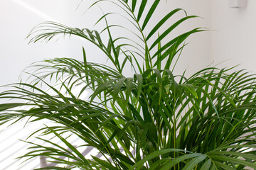 Decorative Areca palm near white wall