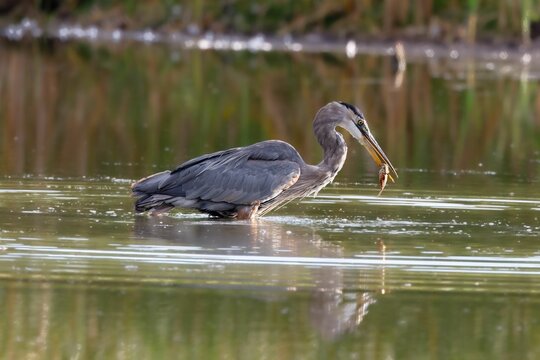 Great Heron Eating Fish From The Lake