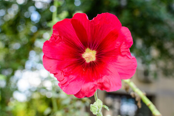 One delicate red flower of Althaea officinalis plant, commonly known as marsh-mallow in a British cottage style garden in a sunny summer day, beautiful outdoor floral background.