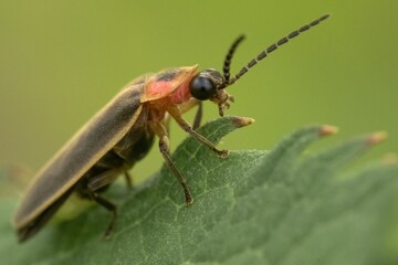 Closeup shot of a Lightning Bug on a leaf on blurry background