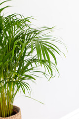 Decorative Areca palm near white wall