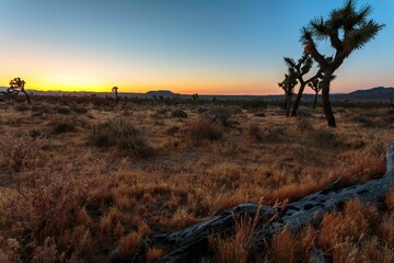 Joshua Tree at sunset in Utah at sunset