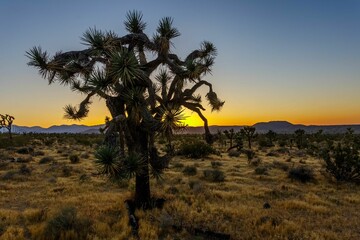 Joshua Tree at sunset in Utah at sunset