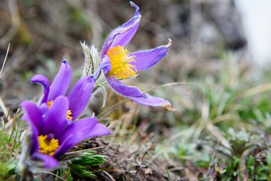 Closeup shot of Eastern pasqueflowers