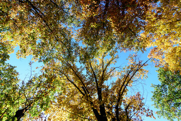 Vivid orange, yellow and brown leaves of oak tree towards clear blue sky in a garden during a sunny autumn day, beautiful outdoor background photographed with soft focus.