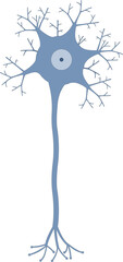 Obraz premium Neuron. Neuronal structure.