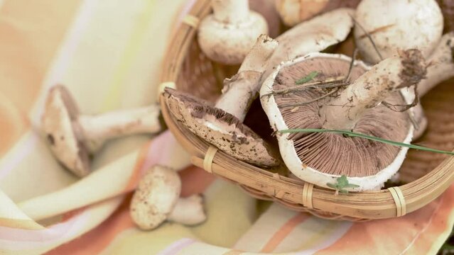 poisonous mushrooms lie on the tablecloth.. dangerous food. mushroom growing. warm light. The yellow-stainer, Agaricus xanthodermus.