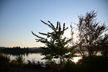 tree in the morning