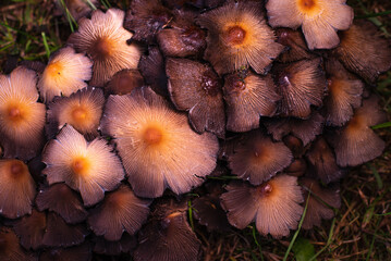 Closeup shot of little japanese umbrella mushroom