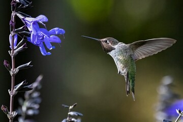 Closeup of Anna's hummingbird hovering near anise-scented sage. © David Hutchison/Wirestock Creators