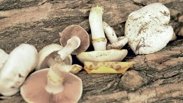 poisonous mushrooms lie on the bark of a tree. dangerous food. mushroom growing. warm light. The yellow-stainer, Agaricus xanthodermus.