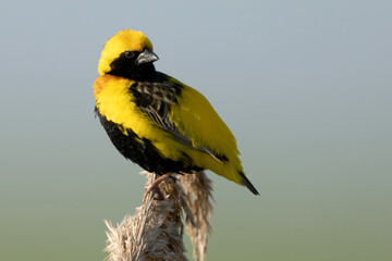 Yellow-crowned bishop (euplectes afer).