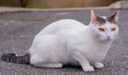 El gato doméstico, al igual que los humanos, ha ido aumento su esperanza de vida conforme la medicina ha evolucionado. En los años 80 el gato vivía unos 7 años y en 1995 aumentó hasta los 9,4 años y e