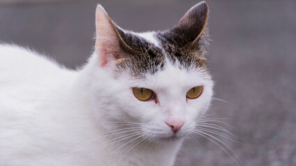 El gato doméstico, al igual que los humanos, ha ido aumento su esperanza de vida conforme la medicina ha evolucionado. En los años 80 el gato vivía unos 7 años y en 1995 aumentó hasta los 9,4 años y e