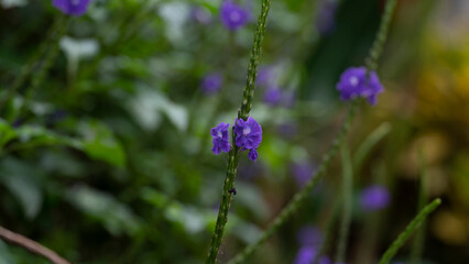Stachytarpheta is a plant genus in the verbena family (Verbenaceae). The flowers are rich in nectar and popular with many butterflies, such as the South Asian crimson rose (Atrophaneura hector), Malab